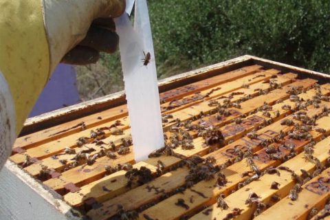 Megkezdődött a gyógyszer-cukor támogatás kifizetése – Kaposvár és Térsége Méhészeinek Egyesülete